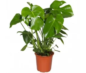 Costilla De Adan o Monstera Deliciosa Ø14cm H45cm y Ø21cm H75cm